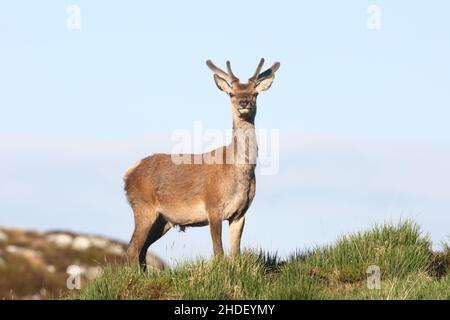 Questo Stag è a pochi anni di distanza di essere l'apice stag, ma è ancora in crescita antenate e sarà consapevole del rut in autunno. Foto Stock