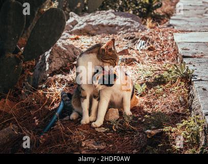 Gatto che lecca altri gatti nella città di Nafplio, Grecia Foto Stock