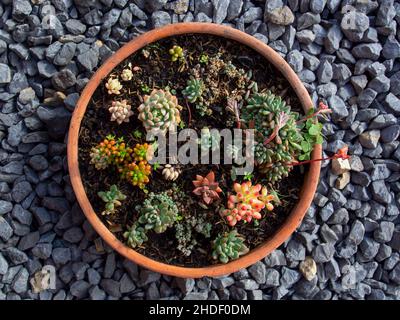 Varietà di mini piante succulente su un vaso di argilla, catturato in un giardino vicino alla città coloniale di Villa de Leyva nella Colombia centrale. Foto Stock