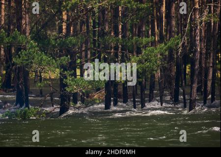 Primavera nel Parco Nazionale Meshchersky . Limpido maggio giorno sul fiume foresta Foto Stock