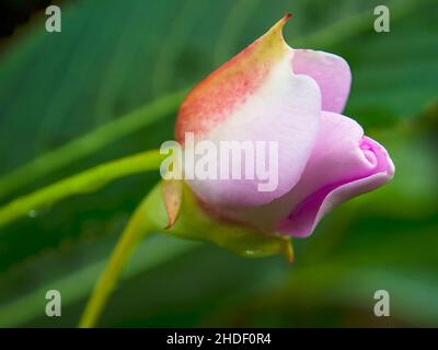 Macro fotografia di un germoglio di rosa e giallo catturato in un giardino vicino alla città coloniale di Villa de Leyva nelle montagne andine centrali di Colom Foto Stock