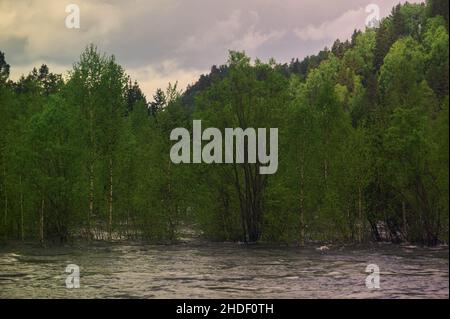 Primavera nel Parco Nazionale Meshchersky . Limpido maggio giorno sul fiume foresta Foto Stock