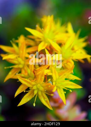 Macro fotografia di un sedum palmeri fiori bouquet, catturato in un giardino vicino alla città coloniale di Villa de Leyva nella Colombia centrale. Foto Stock