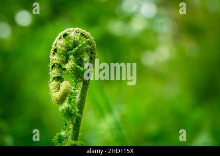 Nuova foglia giovane di una felce verde, primo piano Foto Stock