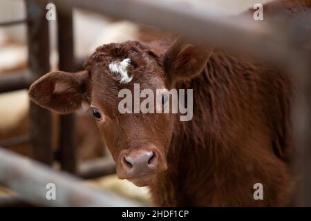Ritratto di carino vitello limousin in stalla, guardando la macchina fotografica, facendo contatto con gli occhi Foto Stock