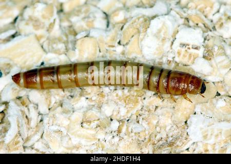 I polli sono la forma larvale del coleottero, Tenebrio molitor, una specie di coleotteri scuri di cereali e prodotti a base di grano, oltre che di casa Foto Stock