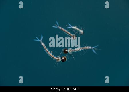 Una macro shot di larva zanzara che nuota in un barile d'acqua. Foto Stock