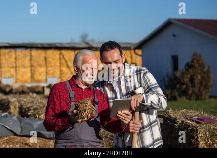 Padre anziano e figlio adulto che cooperano con il touchpad in una fattoria. Foto Stock