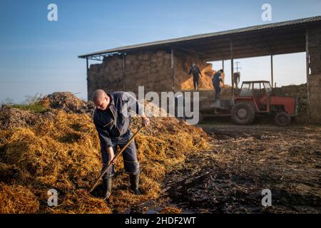 Lavoratore agricolo maschile che scula il mucchio di concime su un ranch mentre gruppo di agricoltori che lavorano in background Foto Stock