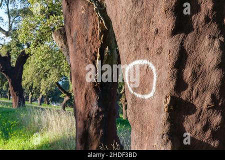 Tronco di un albero di quercia da sughero che è stato recentemente raccolto e contrassegnato con data Foto Stock