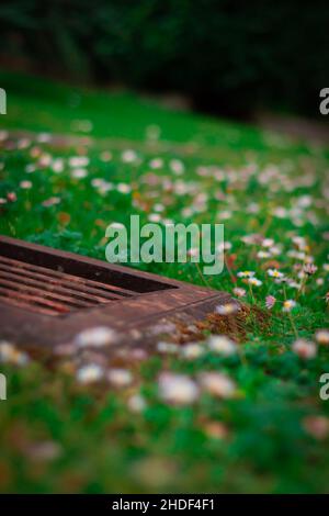 Primo piano di margherite in un campo Foto Stock