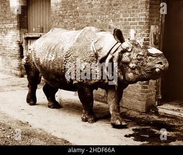 Rinoceronte chiamato 'Tom', Zoo di Londra, periodo vittoriano Foto Stock