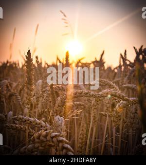sole serale, picchi, campo di grano, suns serali, campi di grano Foto Stock