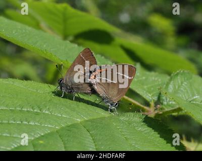 Lettera bianca Hairstreak Foto Stock