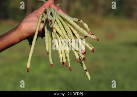 Fagioli lunghi del iarda tenuti in mano dopo la raccolta sullo sfondo della natura Foto Stock