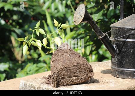 Pianta di peperoncino verde con vista del sistema radicolare con annaffiatoio sullo sfondo che mostra il concetto di annaffiatura di piante secche Foto Stock