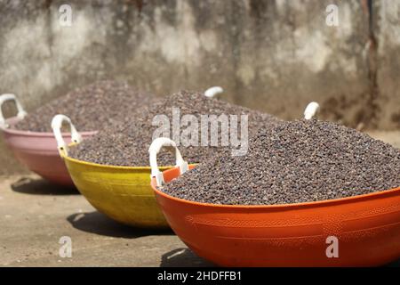 Grani di pepe nero essiccati dopo la raccolta e l'essiccazione riempiti in cestini che successivamente sono usati come spezia nella cottura ed anche come medicina ayurvedica Foto Stock