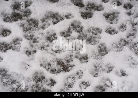 Paw stampe lasciate nella neve da cani dopo una tempesta iin Santa Fe, New Mexico. Foto Stock