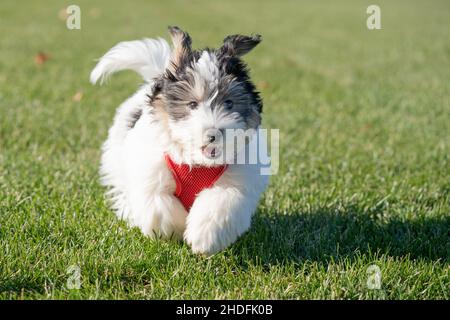 Adorabile cucciolo bianco e nero havanese in esecuzione. Foto Stock