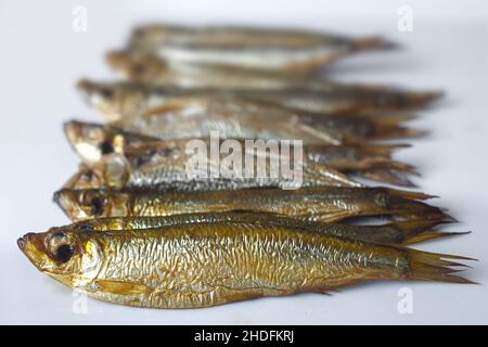 spratto, germogli riga, spratti Foto Stock
