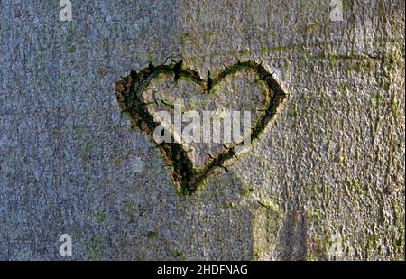 forma del cuore scolpita su corteccia del tronco dell'albero Foto Stock