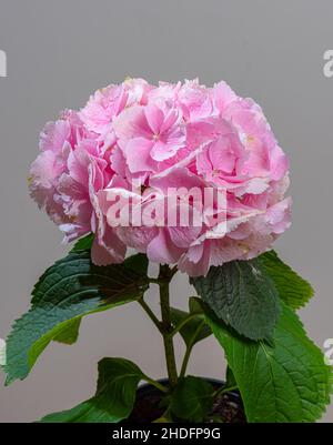 Fiore rosa di hydrangea francese Foto Stock