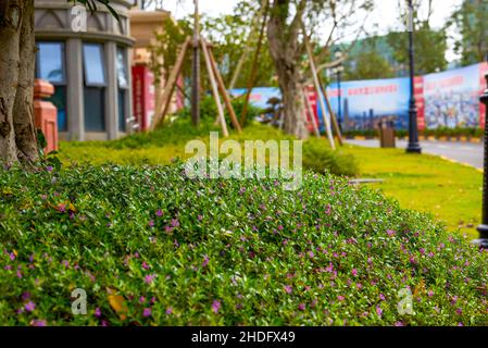 Verde prato vegetazione e paesaggio di pietra nel cortile maniero Foto Stock