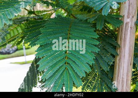 Primo piano di foglie di una mimosa lussureggiante Foto Stock