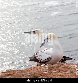 gannet, gannet, gannet settentrionale Foto Stock