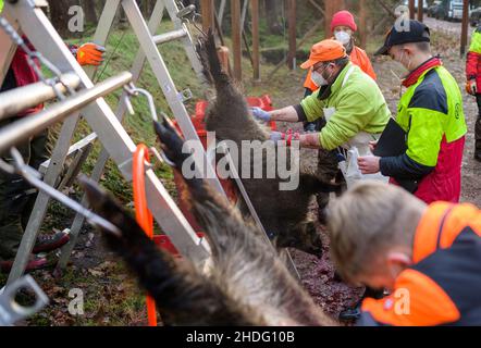 06 gennaio 2022, bassa Sassonia, Oerrel: I cinghiali vengono eviscerati dopo la caccia. Anche i cinghiali sono stati uccisi durante una caccia regolare nel distretto forestale di Oerrel (Heidekreis). Gli animali abbattuti durante la caccia sono sottoposti a test per la ricerca della peste suina. Foto: Philipp Schulze/dpa Foto Stock