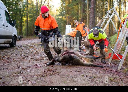 06 gennaio 2022, bassa Sassonia, Oerrel: Un cinghiale eviscerato viene trascinato sul veicolo refrigerato. Anche il cinghiale è stato sparato durante una caccia regolare nel distretto forestale di Oerrel (Heidekreis). Gli animali sparati durante la caccia sono testati per la peste suina Foto: Philipp Schulze/dpa Foto Stock