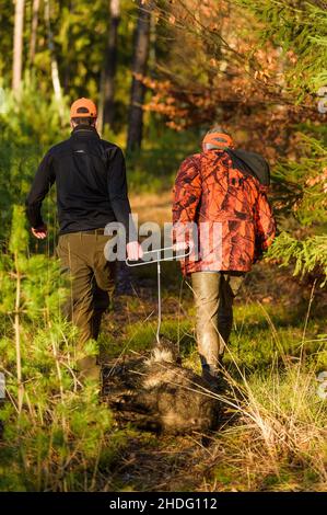 06 gennaio 2022, bassa Sassonia, Oerrel: Cacciatori tirare alla fine di una caccia, un giovane cinghiale (Frischling) al loro veicolo. Anche il cinghiale è stato sparato durante una caccia regolare nel distretto forestale di Oerrel (Heidekreis). Gli animali sparati durante la caccia sono testati per la peste suina Foto: Philipp Schulze/dpa Foto Stock