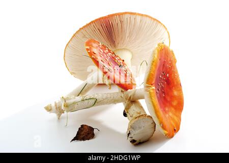 agarico del mosca, agarics del mosca Foto Stock