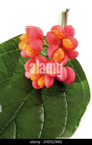 frutta, spindle comune, frutta, spindle Foto Stock