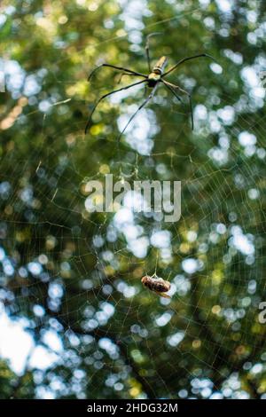 Un primo colpo di ragnatela dorata del tessitore dell'erba che si avvicina ad un'ape bloccata sul relativo fotoricettore. Nephila pilipes, nordico orbo dorato tessitore o orbo gigante dorato tessitore Foto Stock