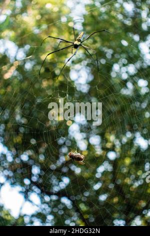 Un primo colpo di ragnatela dorata del tessitore dell'erba che si avvicina ad un'ape bloccata sul relativo fotoricettore. Nephila pilipes, nordico orbo dorato tessitore o orbo gigante dorato tessitore Foto Stock