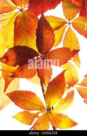 foglie, vino selvatico, foglie, vini selvatici Foto Stock