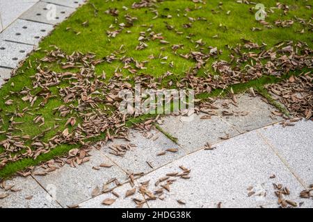 Un mucchio di foglie cadute sul bordo di una passeggiata in erba in un parco Foto Stock