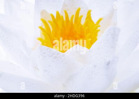 cuscinetto di ninfee, cuscinetto di ninfee, giglio, ninfee, ninfee, giglio d'acqua, tamponi per ninfee Foto Stock