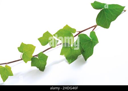corda d'ivy, foglia d'edera, foglie d'edera Foto Stock