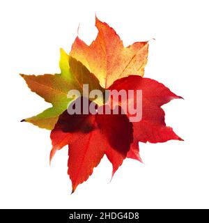 foglia d'uva, colori autunnali, foglie d'uva, autunno Foto Stock