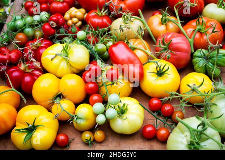 pomodori, varietà, pomodoro, varietà Foto Stock