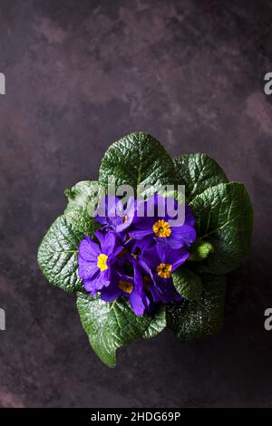 primrose, vasi di fiori, primula, primrose, vasi di fiori Foto Stock