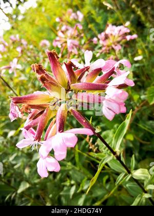 fiore selvatico, soapwort comune, fiori selvatici, bouncing-bet, sapone di corvo, alga soapweed, william dolce selvatico Foto Stock