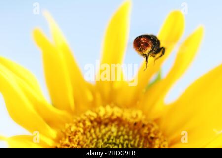 girasole, bumblebee, polline, girasoli, bumblebee, pollini Foto Stock