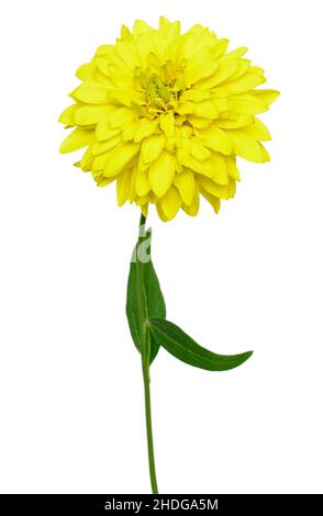 Rudbeckia laciniata fiore isolato su sfondo bianco Foto Stock