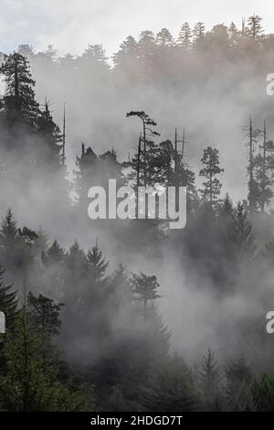 Nebbia mattutina nella foresta di Prairie Creek Redwoods state Park, Redwood National and state Parks, California, USA Foto Stock