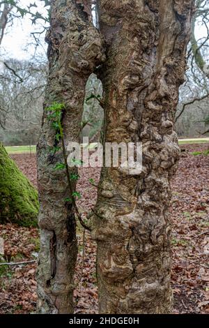 Primo piano di corteccia di agrifoglio (Ilex aquifolium) con crescite di ciottoli nella New Forest, Hampshire, Inghilterra, Regno Unito Foto Stock