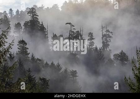 Nebbia mattutina nella foresta di Prairie Creek Redwoods state Park, Redwood National and state Parks, California, USA Foto Stock