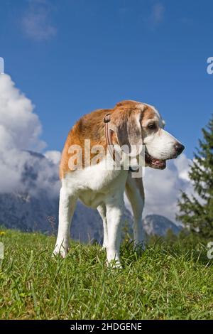 cane, beagle, cane evidente, cani Foto Stock